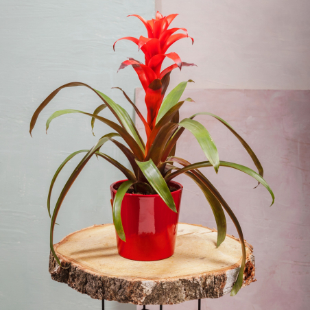 Guzmania