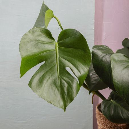 Monstera Deliciosa