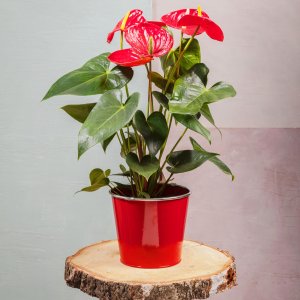 Anthurium rouge