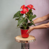 Anthurium rouge
