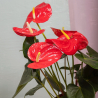 Anthurium rouge