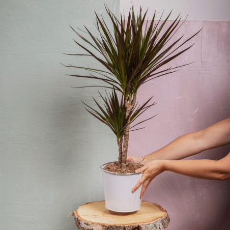Dracaena Marginata