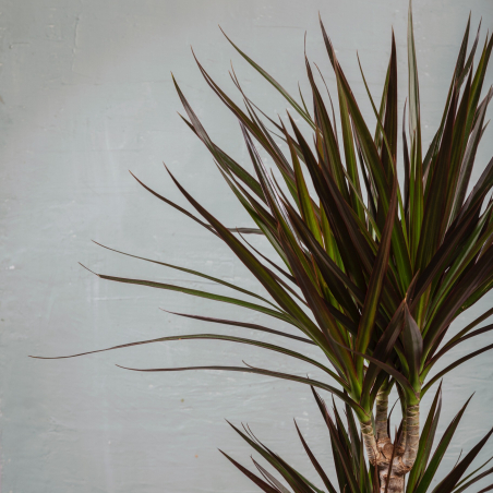Dracaena Marginata