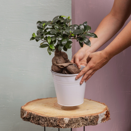 Bonsai Ficus Ginseng