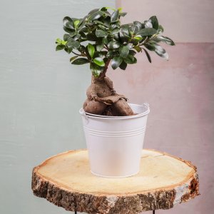 Bonsai Ficus Ginseng