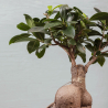 Bonsai Ficus Ginseng