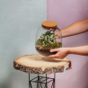 Terrarium de plantes vertes