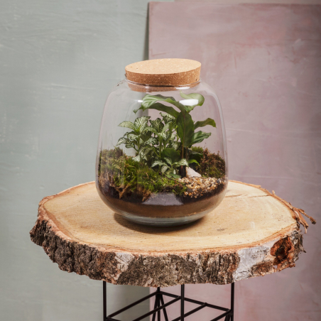 Terrarium de plantes vertes