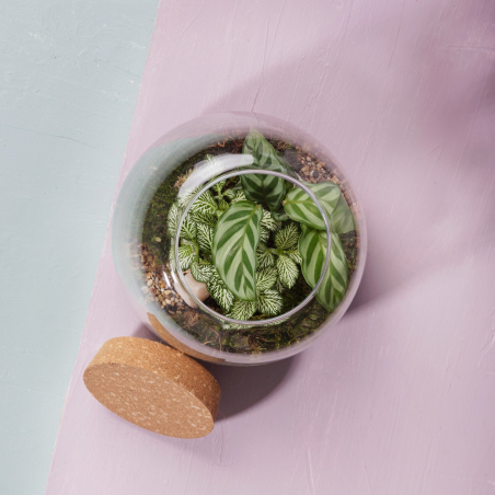 Terrarium de plantes vertes