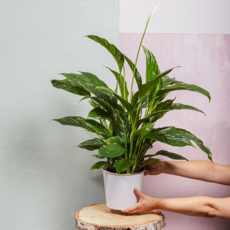 Spathiphyllum