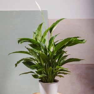 Spathiphyllum