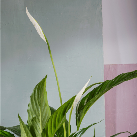 Spathiphyllum