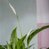 Spathiphyllum