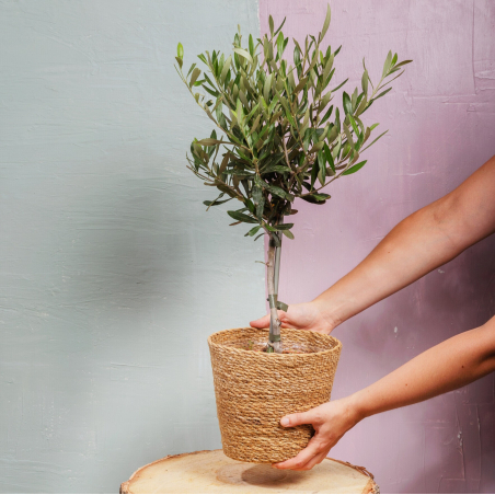 Plante d'Olivier