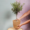 Plante d'Olivier