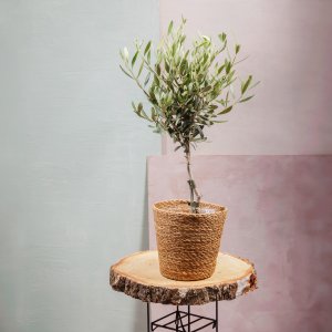 Plante d'Olivier