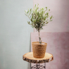 Plante d'Olivier