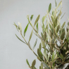 Plante d'Olivier