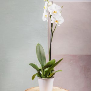 Orchidée