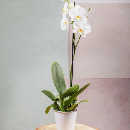 Orchidée