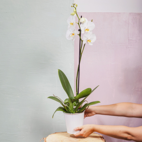 Orchidée