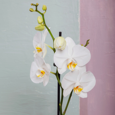 Orchidée Phalaenopsis 1 Tige