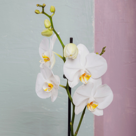Orchidée