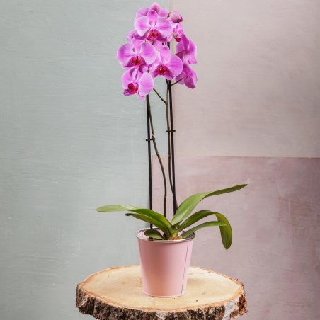 Orchidée phalaenopsis 2 tiges