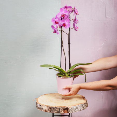 Orchidée phalaenopsis 2 tiges