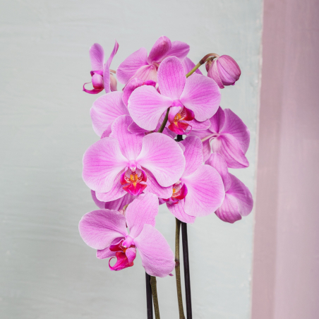 Orchidée Phalaenopsis 2 Tiges