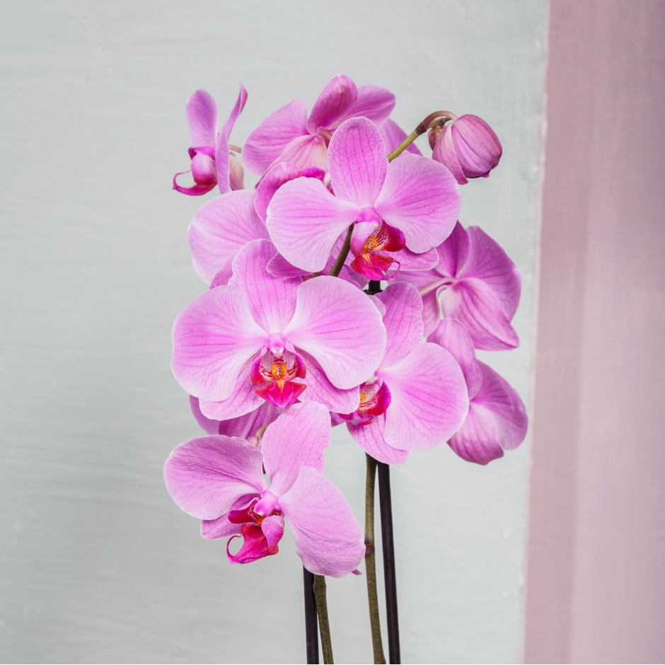 La Lumière Idéale pour Épanouir ⁤Votre Orchidée