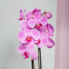 Orchidée phalaenopsis 2 tiges