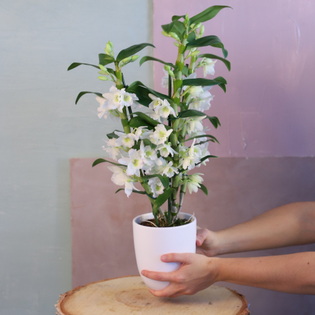 Orchidée Dendobrium