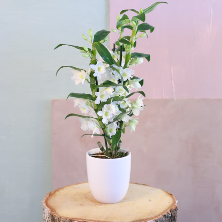 Orchidée Dendobrium