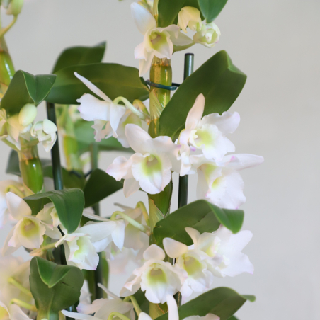 Orchidée Dendobrium