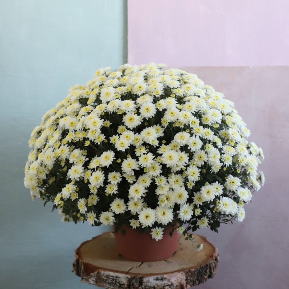 Chrysanthème en pot - Livraison & retrait