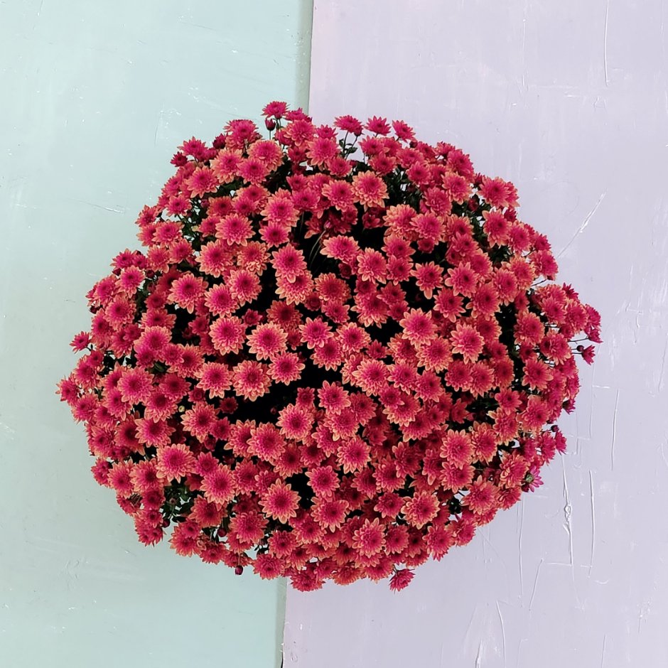 Chrysanthème en pot - Livraison & retrait