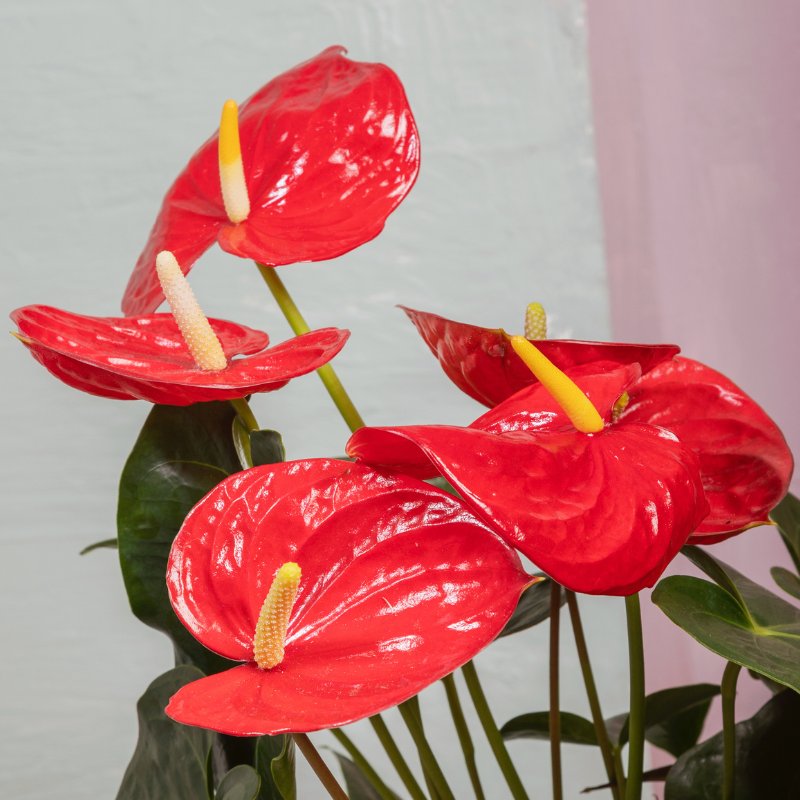 Anthurium rouge