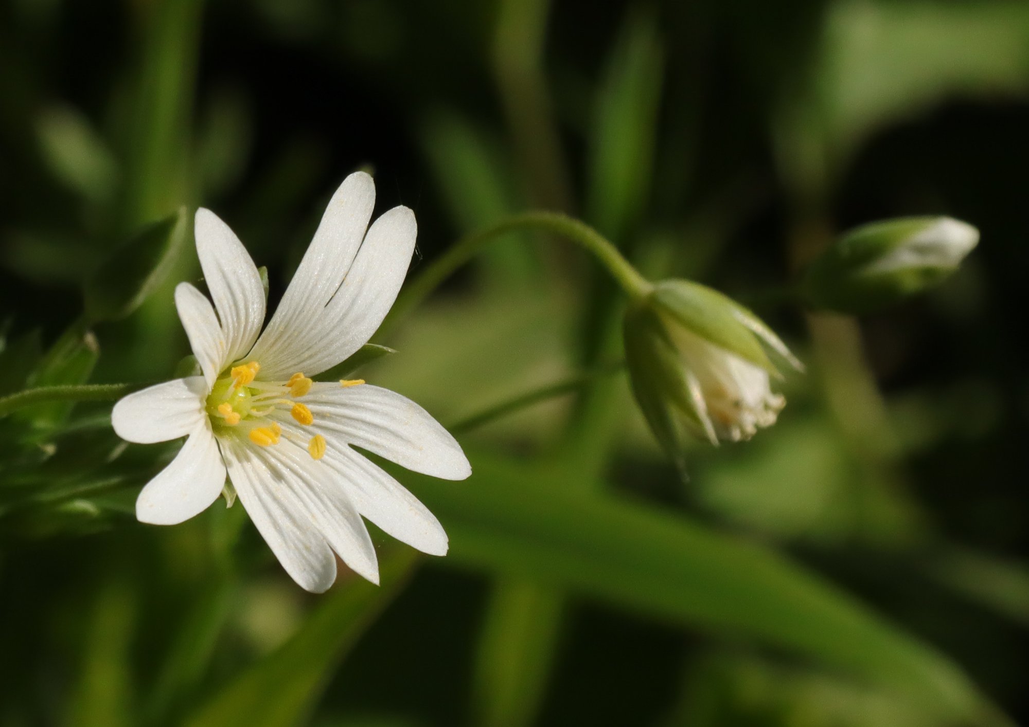 Stellaire, plante sauvage aux belles propriétés