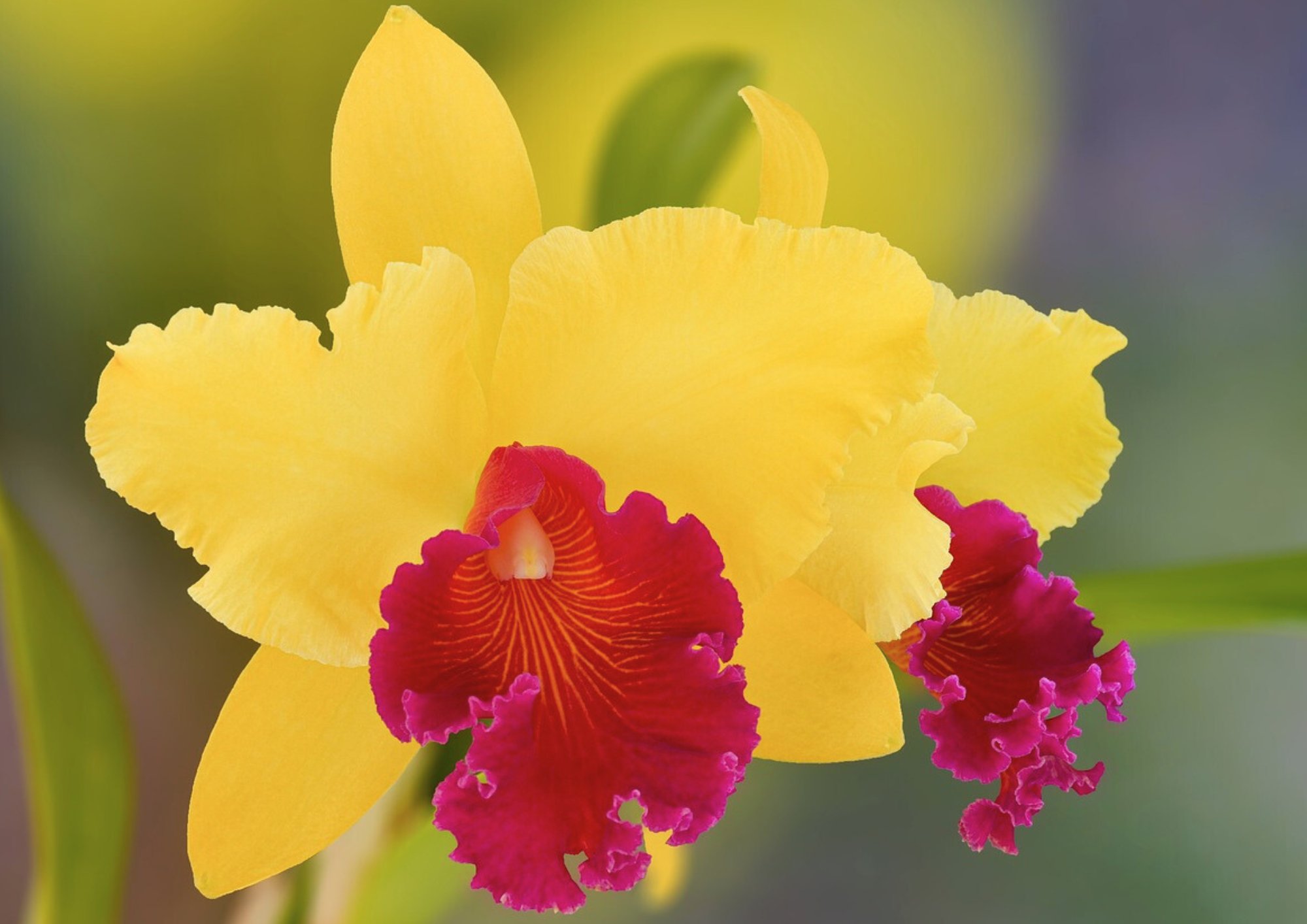 Cattleya, un type d’orchidée très décoratif