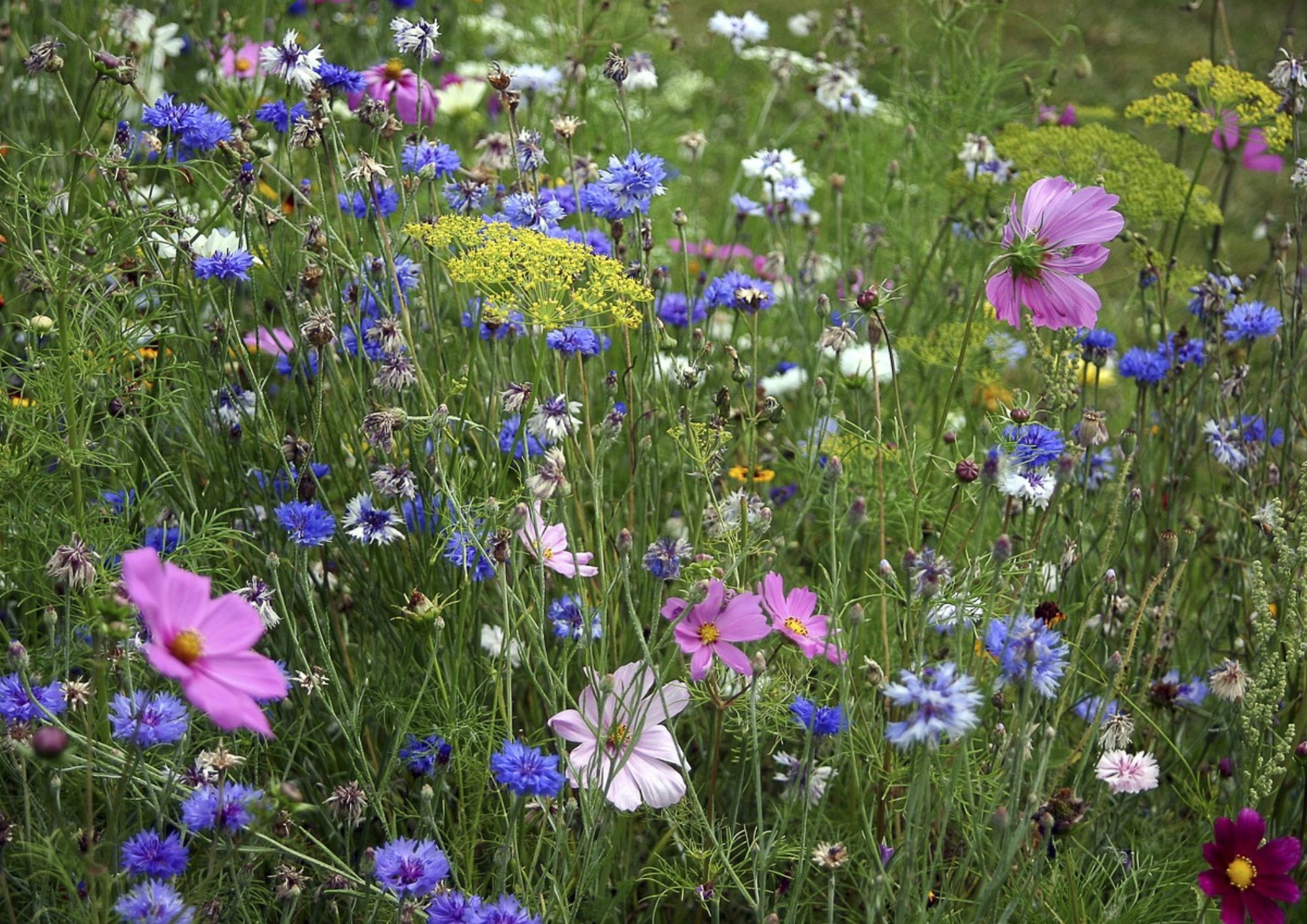 Les 20 plus belles fleurs d'été