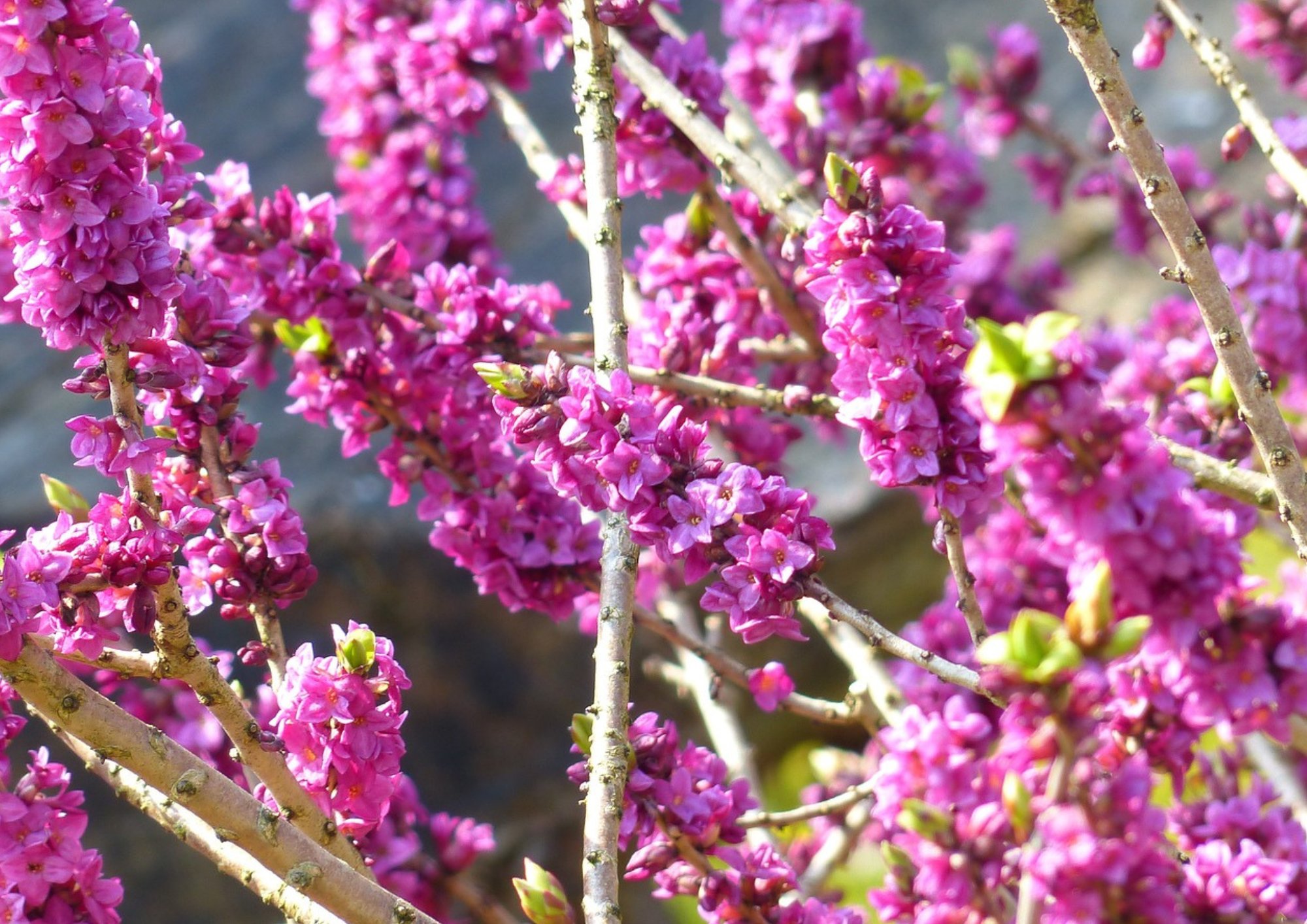 Daphné, la belle fleur d’hiver au parfum divin