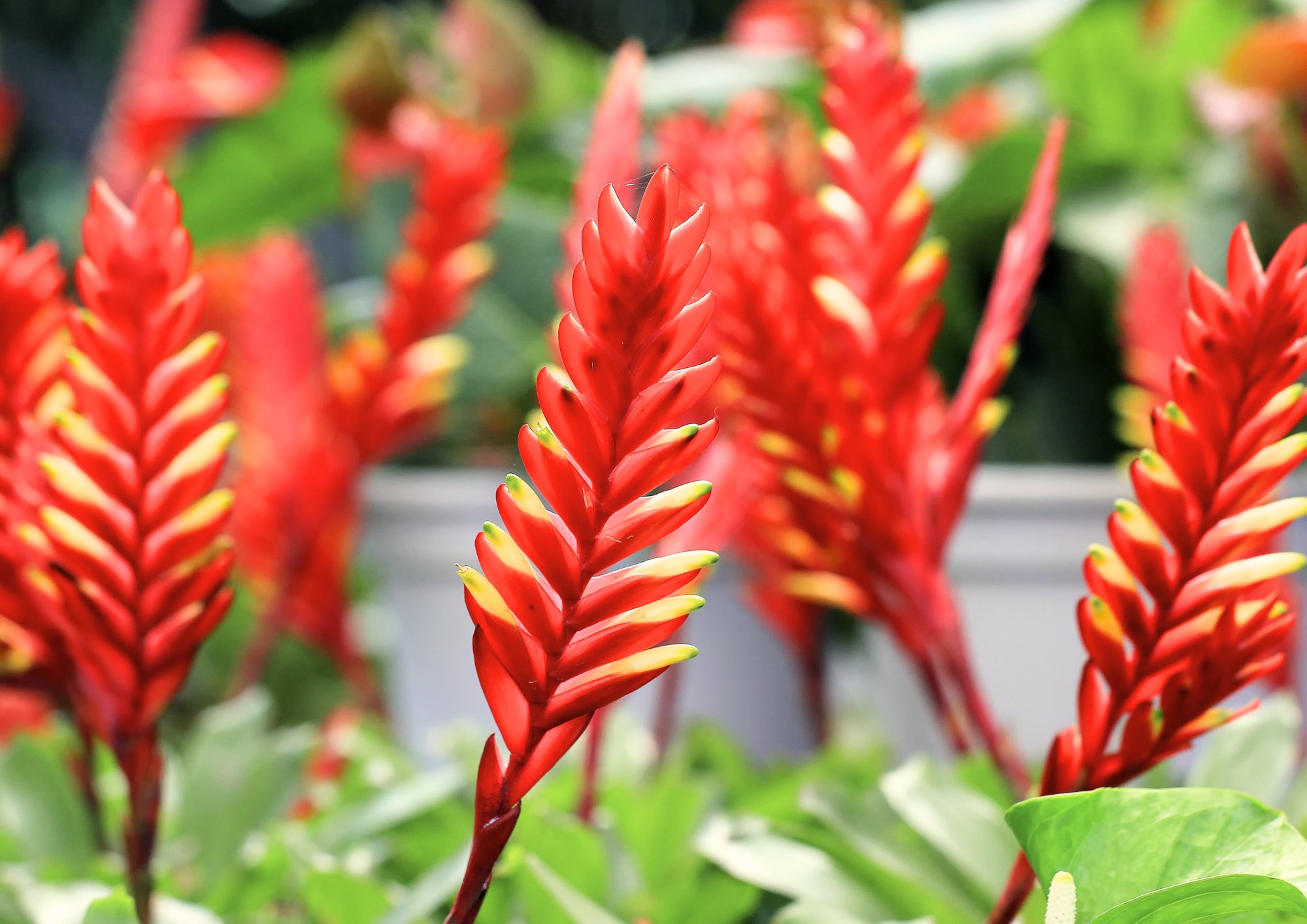Le vriesea, une plante fascinante