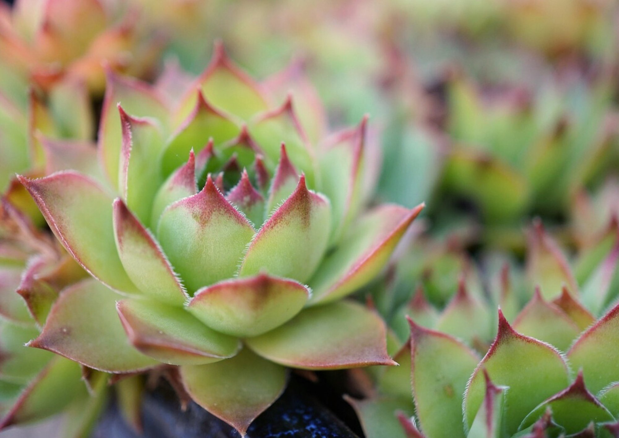 La Joubarbe, une merveille exotique