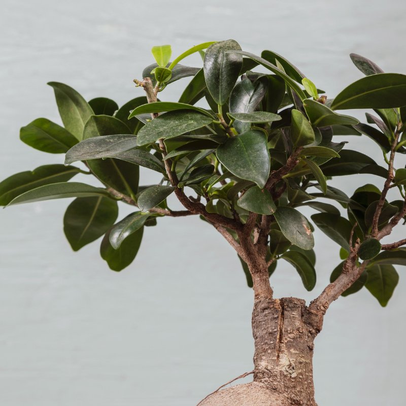 Bonsai Ficus Ginseng