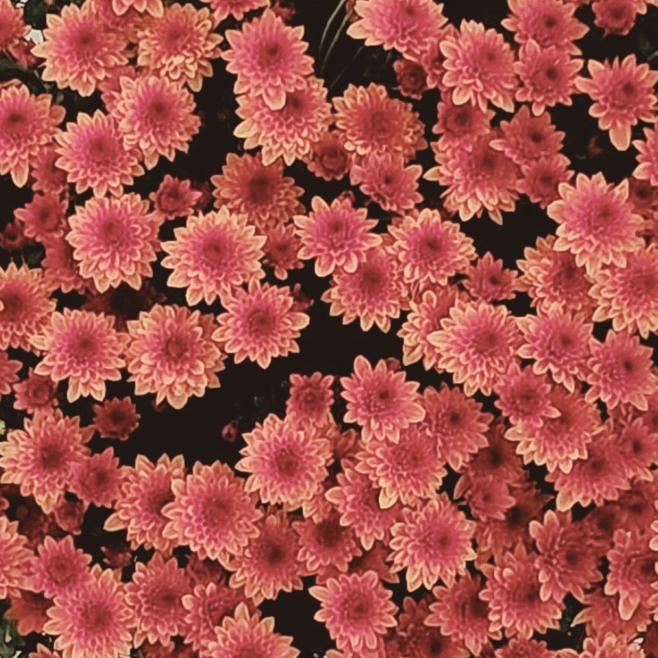 Chrysanthème en pot