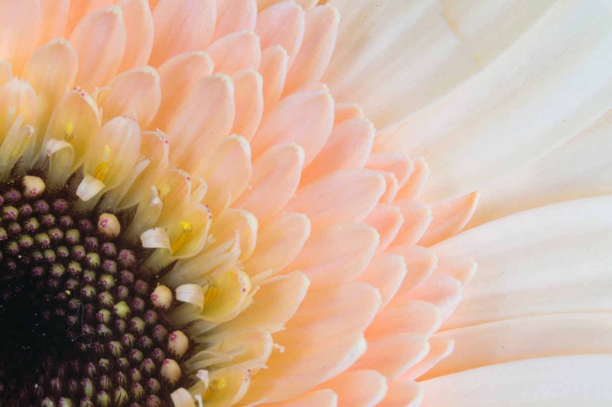 Germini, le chouchou des fleuristes
