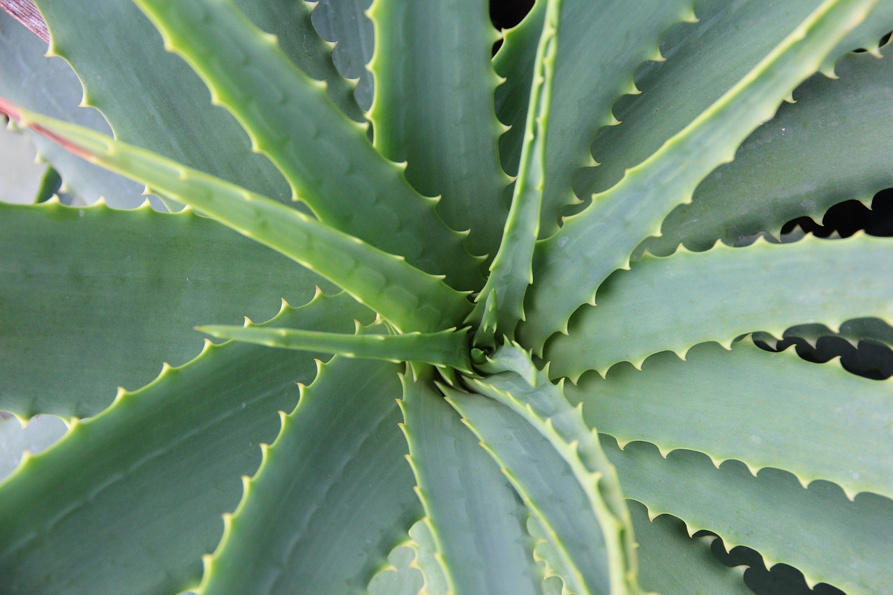 Aloe Vera Aloe Vera