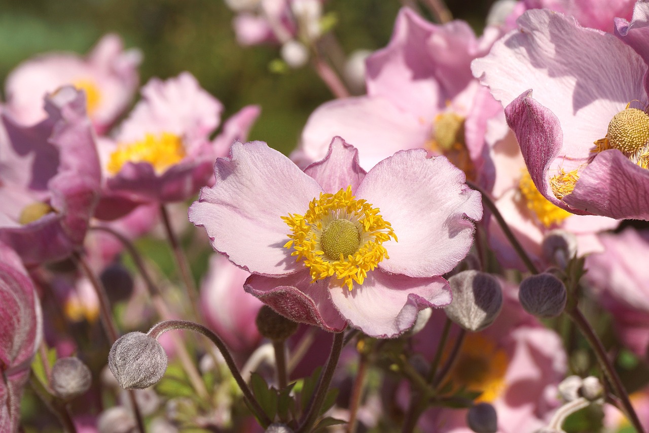 Anémone fleur délicate et merveilleuse