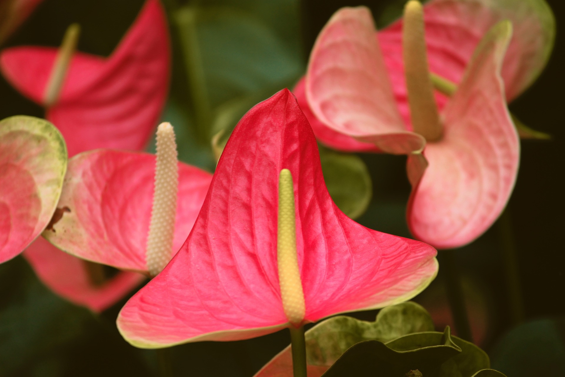 Anthurium plante dépolluante